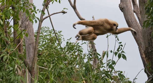 Opičí olympiáda: Nejlepší sportovní výkony
