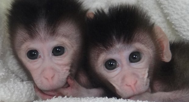 Čínští vědci "vytunili" opičky: Jsme blíž k dětem "na zakázku"?