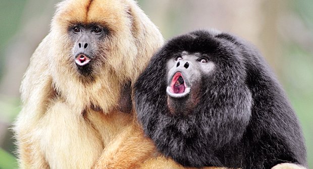 Když zuby promluví: Domov opiček z Jižní Ameriky je v Africe