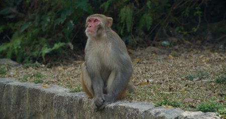 Opice (ilustrační foto)