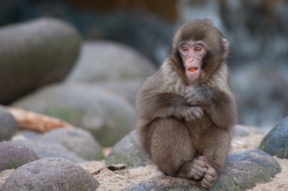 Lidské i opičí děti si potřebují hrát, když nemají s kým, tváří se smutně a melancholicky jako tohle nudící se mládě makaka