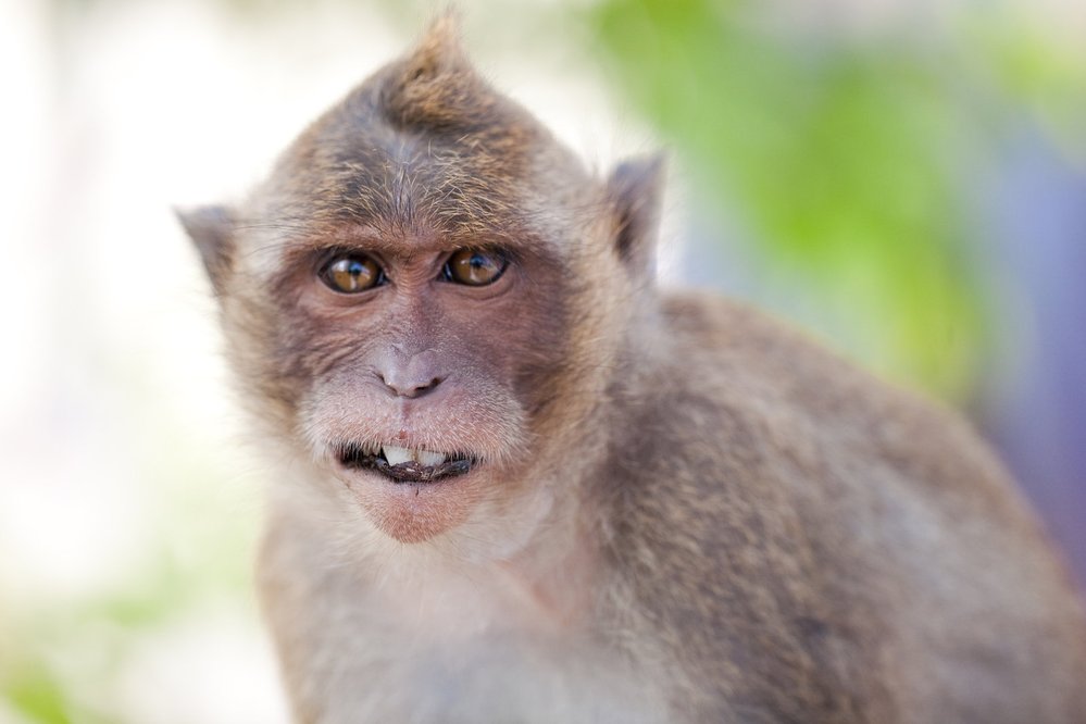 Makak magot je jediná opice žijící v Evropě, a to na útesu Gibraltar. Mladý jedinec ale možná ještě není příliš zvyklý na davy turistů, které je tam jezdí fotit a tak je sleduje poněkud udiveně a nedůvěřivě