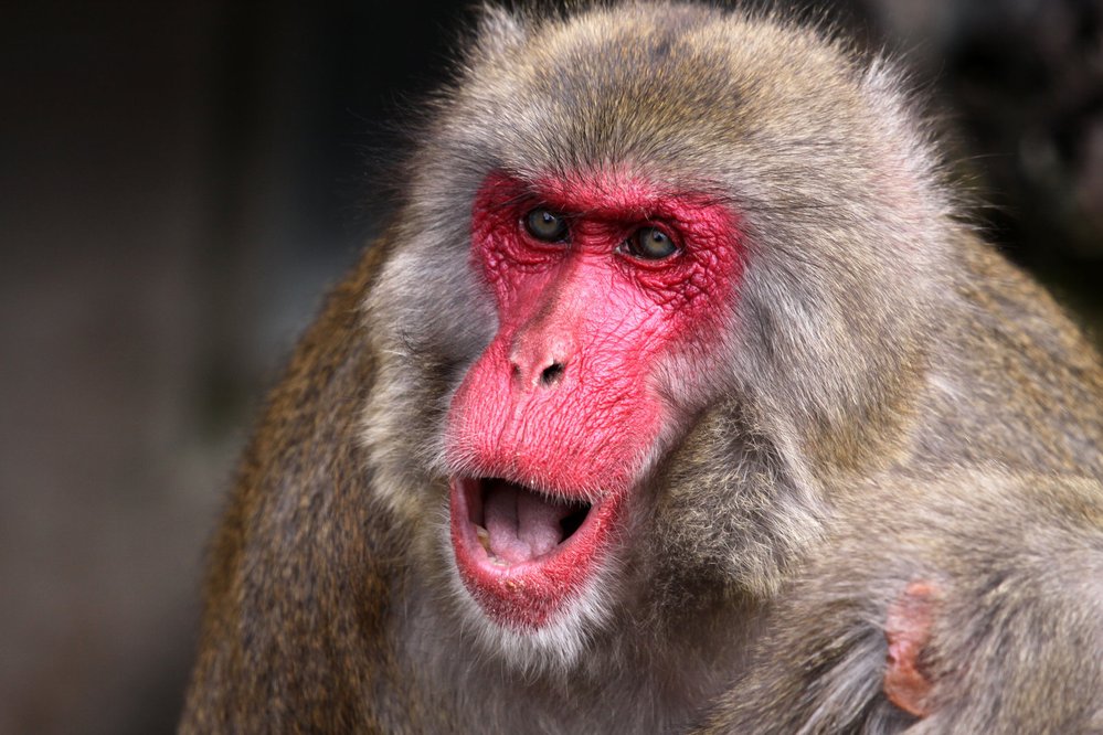 Makak červenolící patří k nejotužilejším opicím na světě. Klidně se koupe i když je kolem sníh. Když si každý den ráno dáte studenou koupel, možná budete mít také tak pěkně červené tvářičky