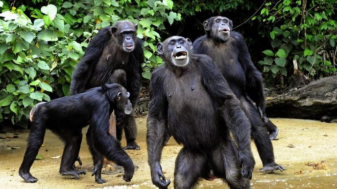 Opičí ostrov v Libérii