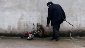Opička se krčí před svým trýznitelem, ale neuteče mu