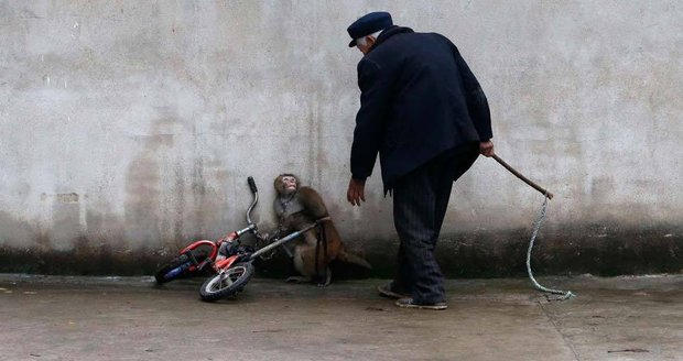 Ne, prosím, ne: Vyděšená opička se snaží utéct krotiteli z cirkusu, marně...