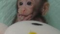 Klonovaná opička Zhong Zhong