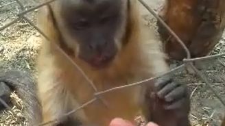 Malá opička sáhne po lidské ruce. Co se stane dál, stojí za zamyšlení