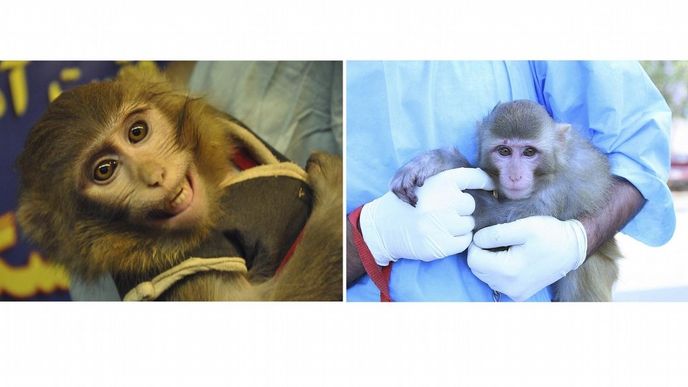 Opičky na fotografiích vykazují rozdíly
