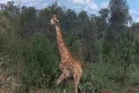 Video XXL: Jak vypadá opilá žirafa