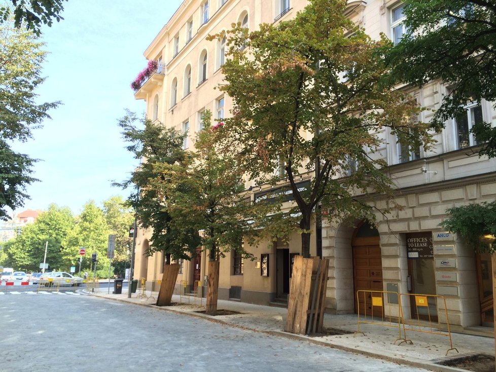 V ulicích Prahy 2 se má letos objevit téměř 80 nových stromů.