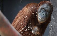 PRVNÍ FOTO! Tohle je orangutaní prcek z pražské zoo!