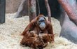 Orangutaní matka Mawar své mládě zatím moc ukazovat nechce.