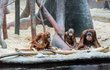 Celá orangutaní rodinka pohromadě. Mawar s mládětem, odrůstající samec Gempa (uprostřed) a otec Padang.