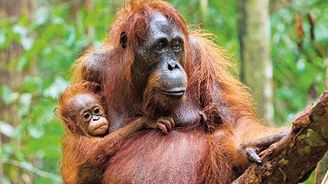 Vědci zjistili, že na Borneu za patnáct let vymřelo až sto tisíc orangutanů