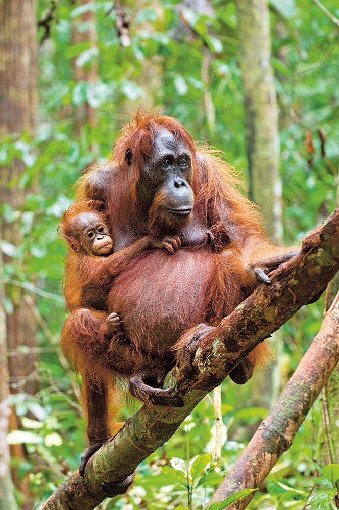 Orangutan bornejský