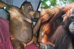 Orangutanku sexuálně zneužívali. Z majitelky má trauma.