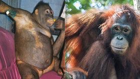 Orangutanku sexuálně zneužívali. Z majitelky má trauma.