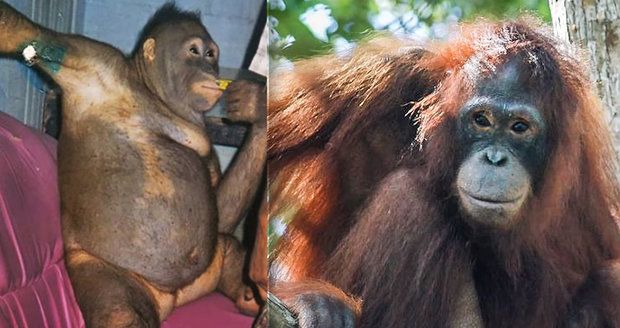 Orangutanku prodávali v bordelu na sex: Farmáři si ji kupovali za 60 Kč!