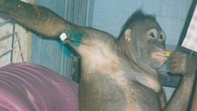 Orangutanku Pony zneužívali jako sexuální otrokyni.