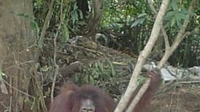 Orangutanku Pony zneužívali jako sexuální otrokyni.