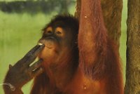 V indonéské zoo orangutani kouří