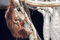 Radost v pražské ZOO: Orangutane, na tebe jsme čekali 42 let!