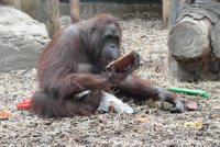 Takhle slavila Den matek nejplodnější orangutánka v Česku Žaneta (36)!