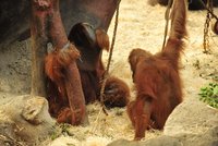 Orangutani Káma a Upita zbožňují orální sex