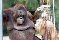 Indonésie: Objevili obrovskou populaci orangutanů!