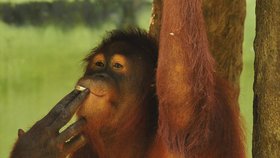 Orangutaní synek si vychutnává svoje cigárko