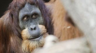 V pražské zoo uhynul chovný vzácný orangutan Padang