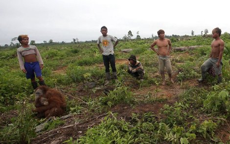 Vesničané orangutany obklíčili, ale k jejich likvidaci se nedostali.