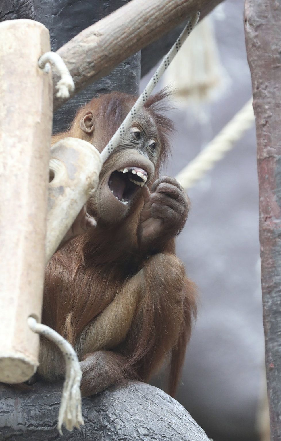 Orangutanní samička Diri z pražské zoo oslavila čtvrté narozeniny. Rozdávala ksichtíky na potkání.
