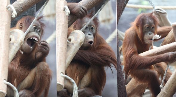 Orangutaní samička Diri z pražské zoo oslavila čtvrté narozeniny. Rozdávala ksichtíky na potkání.