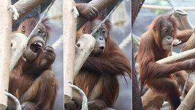 Orangutaní samička Diri z pražské zoo oslavila čtvrté narozeniny. Rozdávala ksichtíky na potkání.