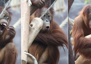 Orangutaní samička Diri z pražské zoo oslavila čtvrté narozeniny. Rozdávala ksichtíky na potkání.