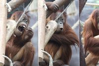 Narozeniny orangtutaní samičky Diri (4). »Ksichtila« se na gratulanty