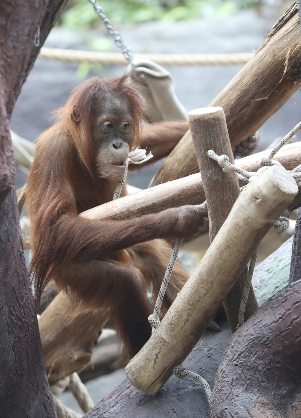 Orangutanní samička Diri z pražské zoo oslavila čtvrté narozeniny. Rozdávala ksichtíky na potkání.