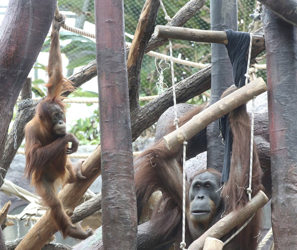 Orangutanní samička Diri z pražské zoo oslavila čtvrté narozeniny. Rozdávala ksichtíky na potkání.