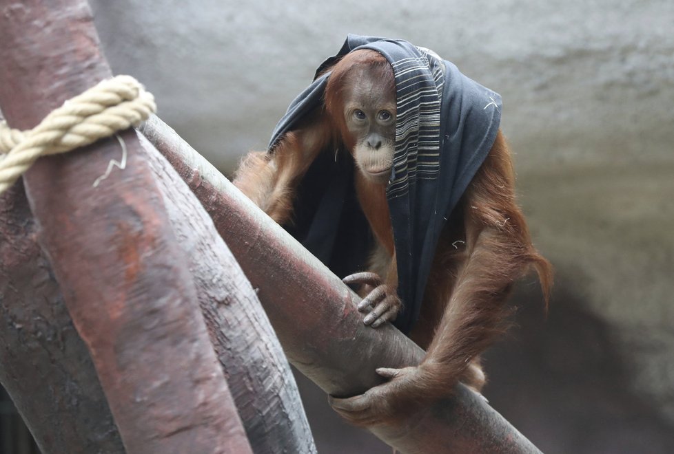 Orangutanní samička Diri z pražské zoo oslavila čtvrté narozeniny. Rozdávala ksichtíky na potkání.