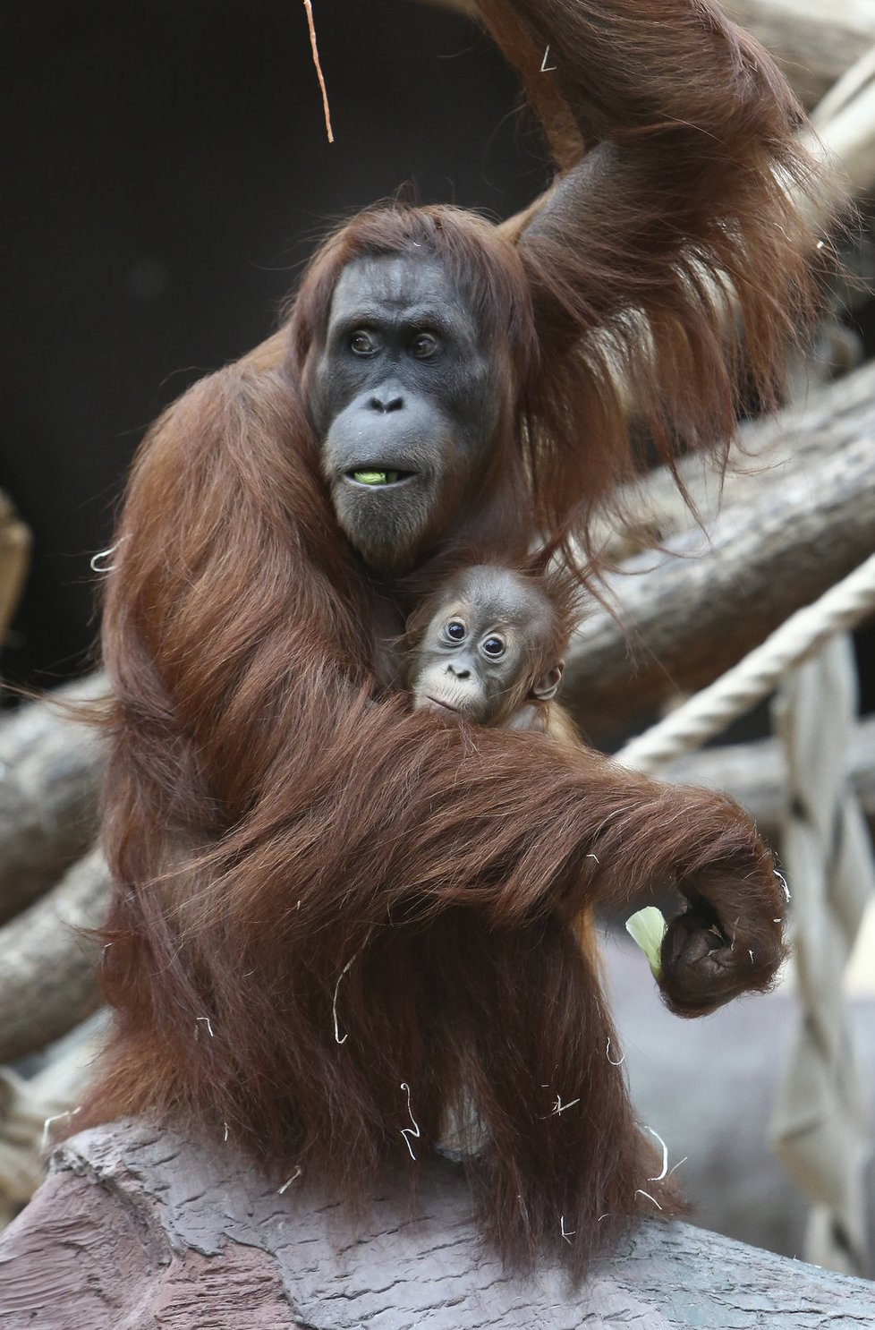 Své první narozeniny slaví orangutaně Diri z pražské zoo!