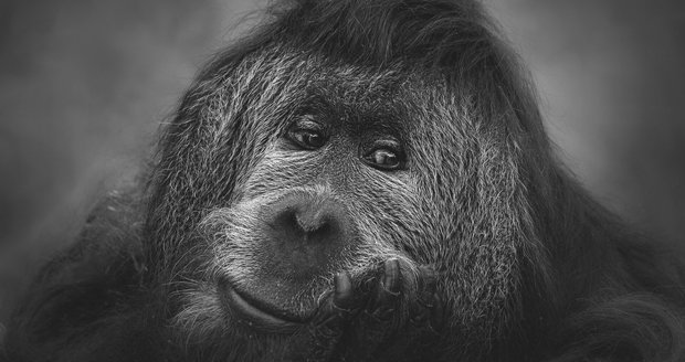 Velký smutek v ústecké zoo: Orangutaního seniora Ferdu (†54) museli uspat