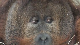 Orangutan Ferda (†54) v ústecké zoo.