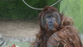 Orangutan Ferda (†54) v ústecké zoo.