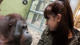 Orangutan Ramon a Hollie