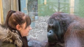 Orangutan Ramon flirtuje s nemocnou Hollie.