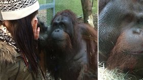 Orangutan Ramon se zamiloval do Hollie.