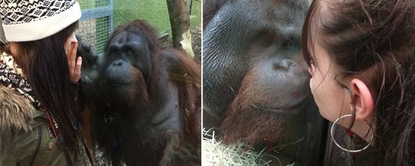 Orangutan Ramon se zamiloval do Hollie.