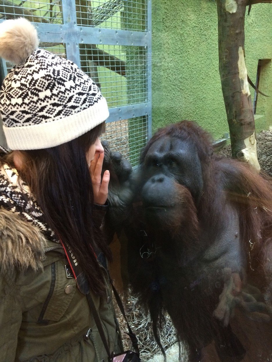Orangutan Ramon ze zoo v britském Blackpoolu se snaží mladému vědci ukrásl přítelkyni.